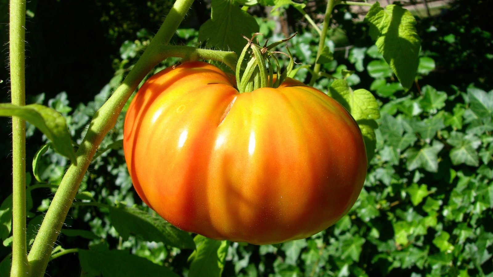 Close-up of a ripening 'Gold Medal' tomato in a sunny garden. Solanum lycopersicum ‘Gold Medal’ is distinguished by its robust vines bearing clusters of large, heirloom tomatoes with a striking appearance. The fruit showcases a unique blend of vibrant yellow and red stripes that spiral around its smooth, slightly ribbed surface, resembling a colorful medallion.