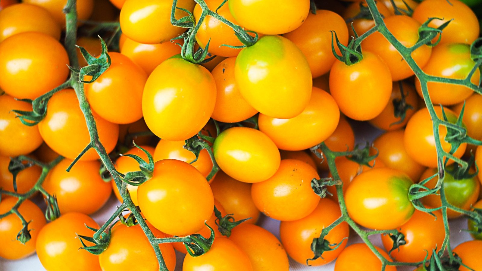 A cluster of ripe, golden cherry tomatoes with a glossy sheen, basking in sunlight.