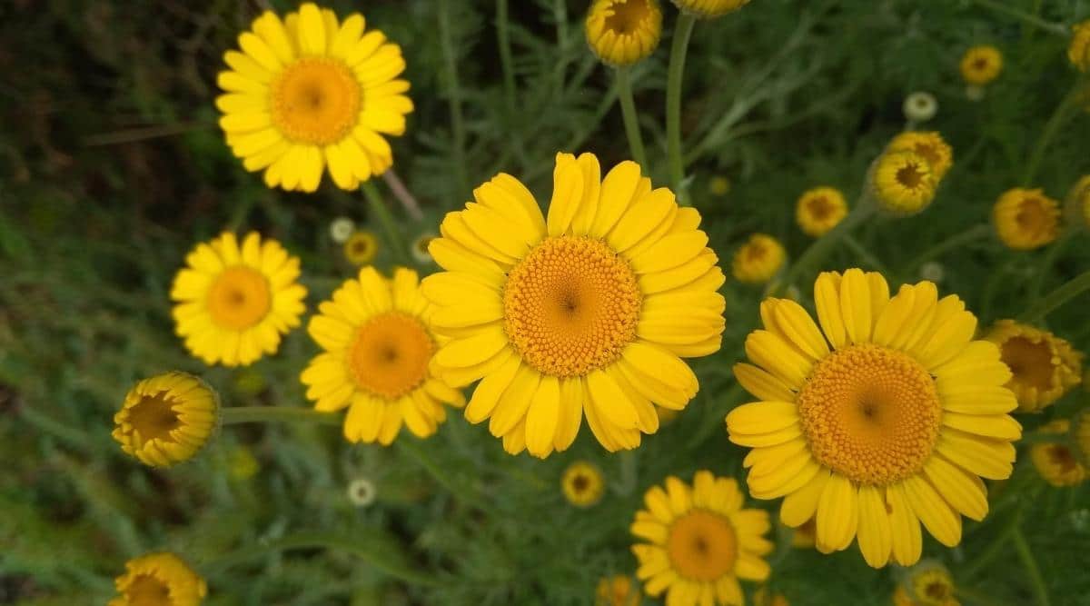 Golden Marguerite