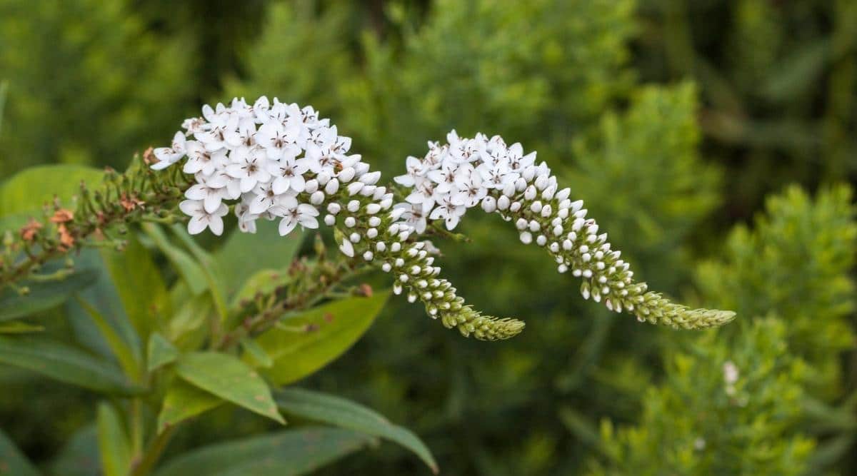 Gooseneck Loosestrife