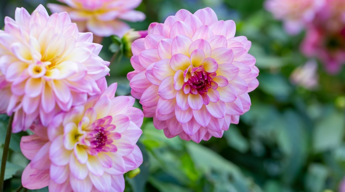 A close-up of exquisite pink dahlias. Their soft, velvety petals unfurl gracefully, forming a mesmerizing display. Blurred in the background, the lush green leaves add depth and contrast, enhancing the overall beauty of the scene.
