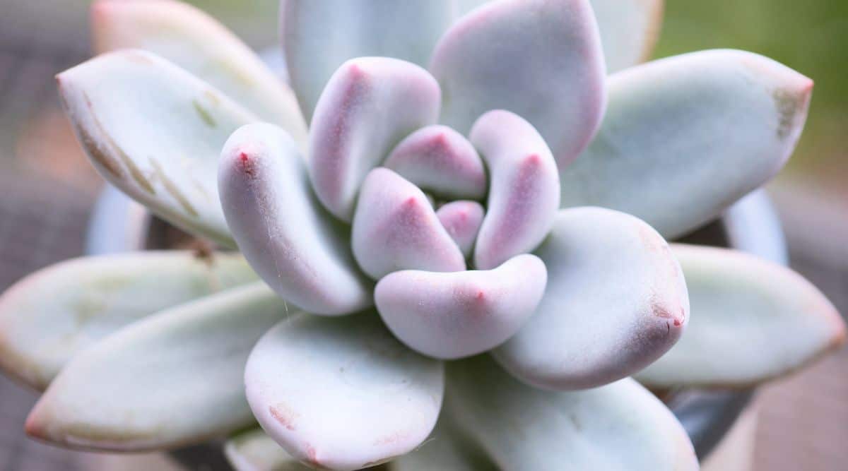 Dusty Purple and Green Leaves of Opalina Succulent