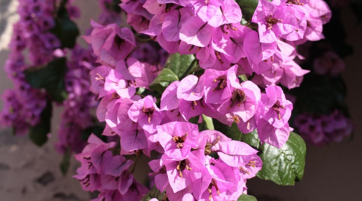 Great Bougainvillea