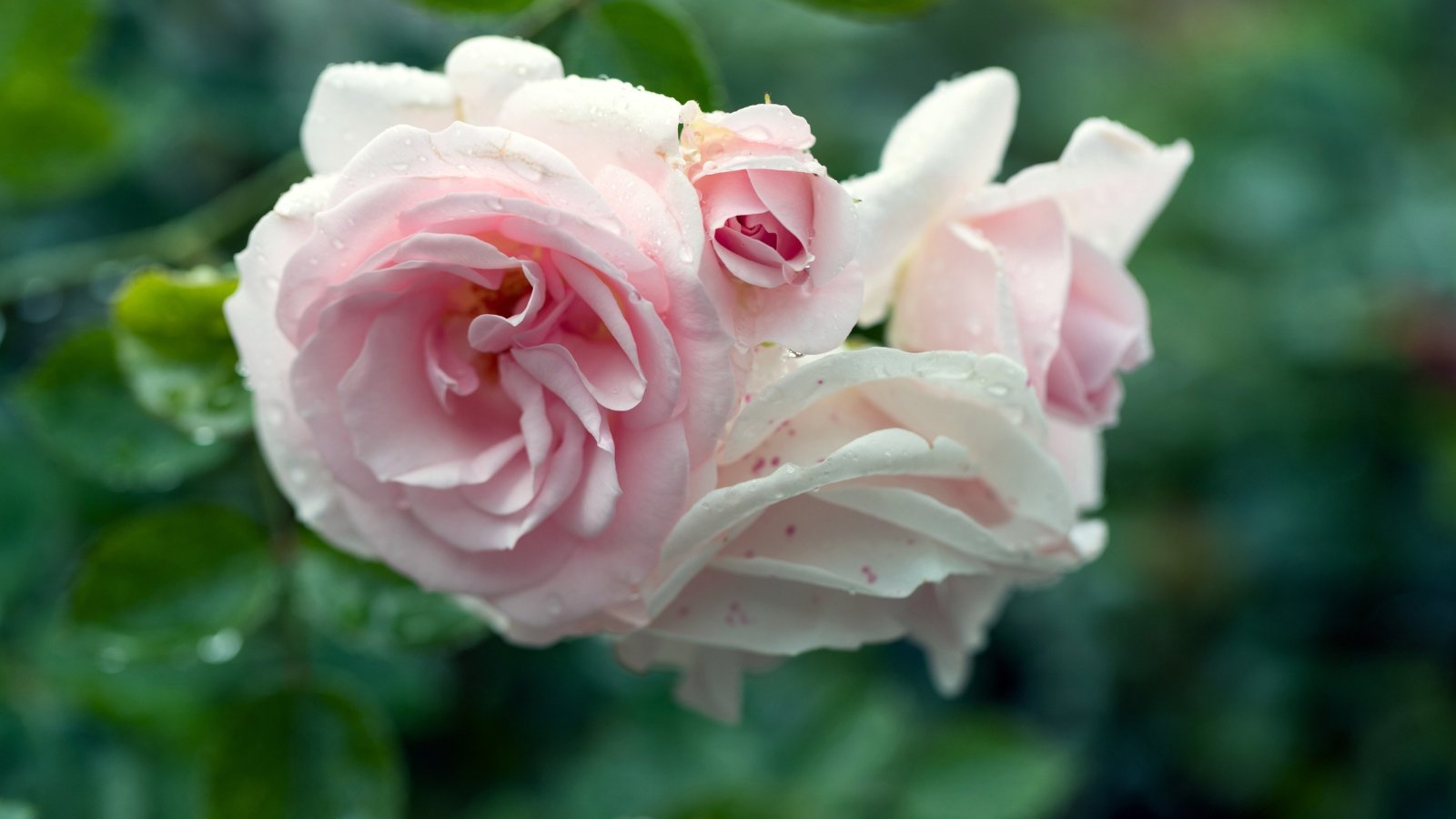 A blush rose under the rain against a blurred green background, showing clusters of pastel pink blooms with petals slightly curled back.