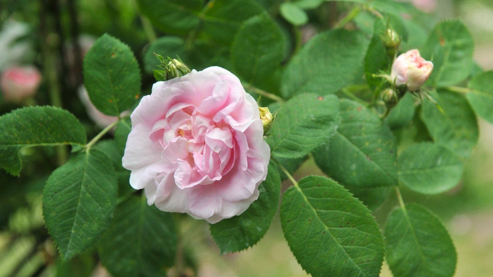 Close-up of great maiden's blush roses displaying soft, creamy-pink petals in densely layered blooms, set against a backdrop of glossy, dark green, oval-shaped leaves.