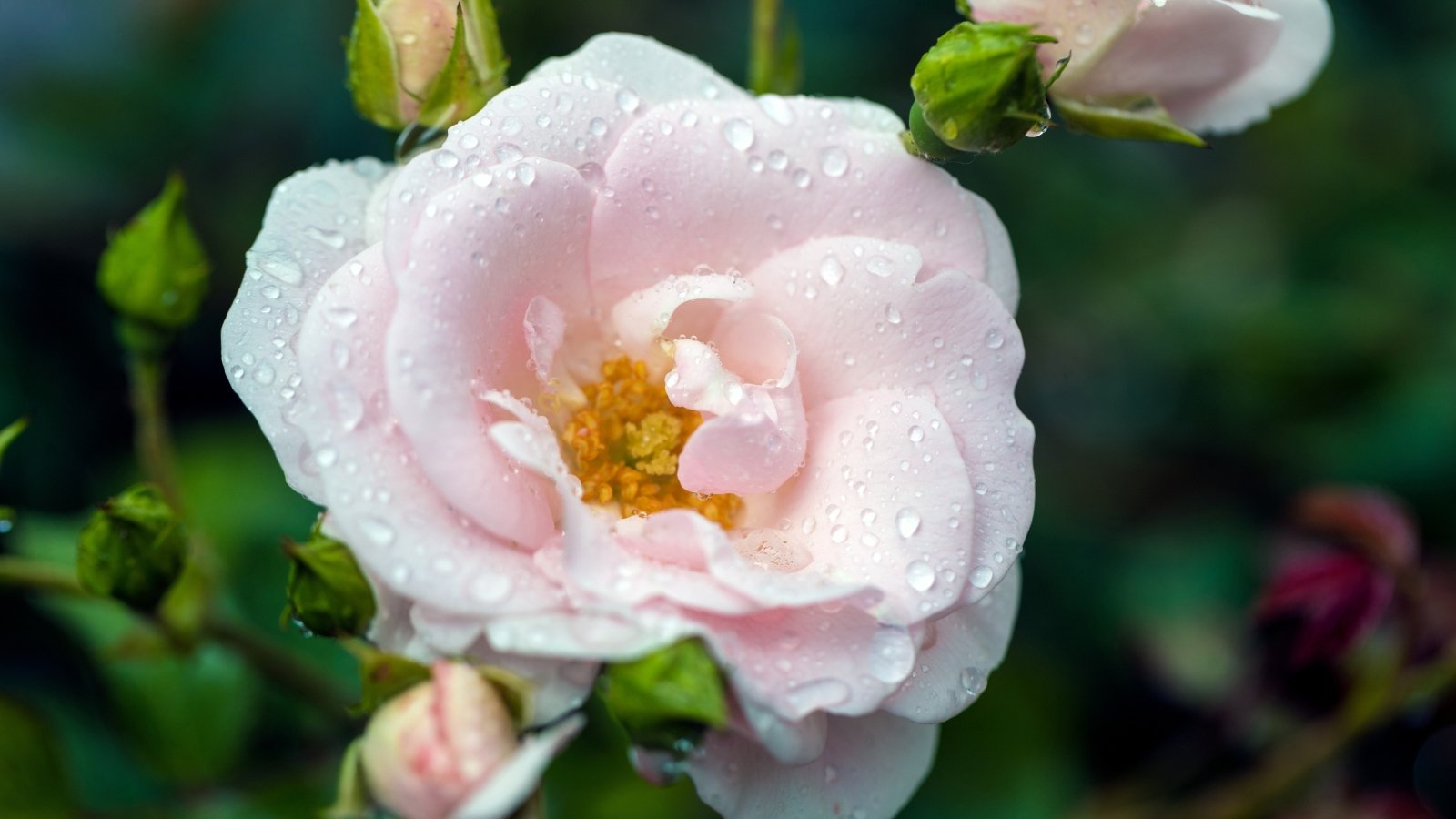 Close-up of a rose flower with delicate pink double petals covered with water droplets, against a blurred background.