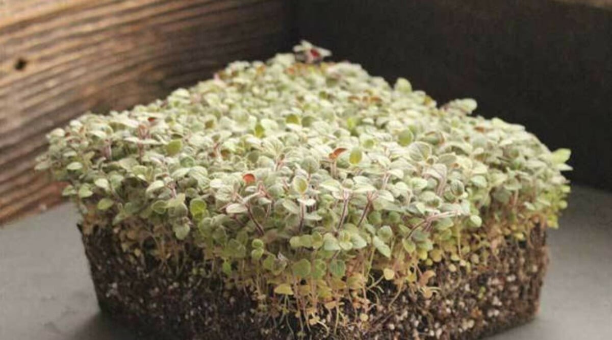 Greek oregano microgreens