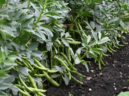 Green beans growing off a bush in the garden with dark and moist soil