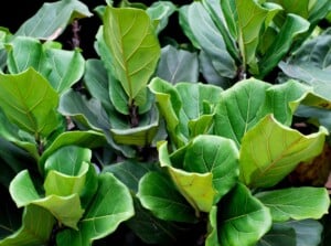 A close-up of a Fiddle Leaf Fig, showcasing its gracefully arching branches that reach out like nature's elegant sculptures. Each branch bears lush, vibrant green leaves with distinctive broad, violin-shaped contours, creating a harmonious botanical masterpiece.