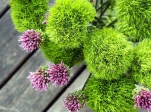 Green Flowers