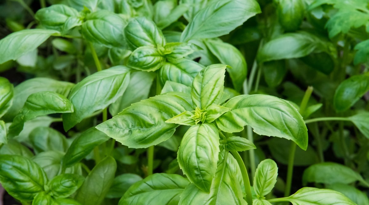A cluster of fresh basil leaves fills the frame, their vibrant emerald green color illuminated by sunlight. Delicate veins snake across the leaves’ surfaces, while their edges curl gently inwards, creating a sense of movement and depth.
