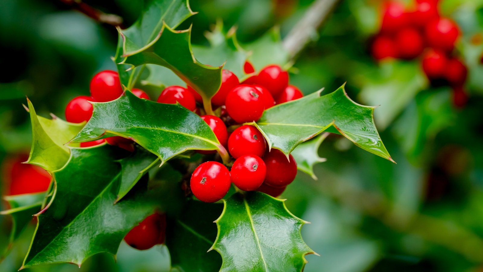 A close-up of a holly shrub, showcasing its prickly foliage and red berries catching the sunlight's gleam, adding a festive touch to the natural scenery.