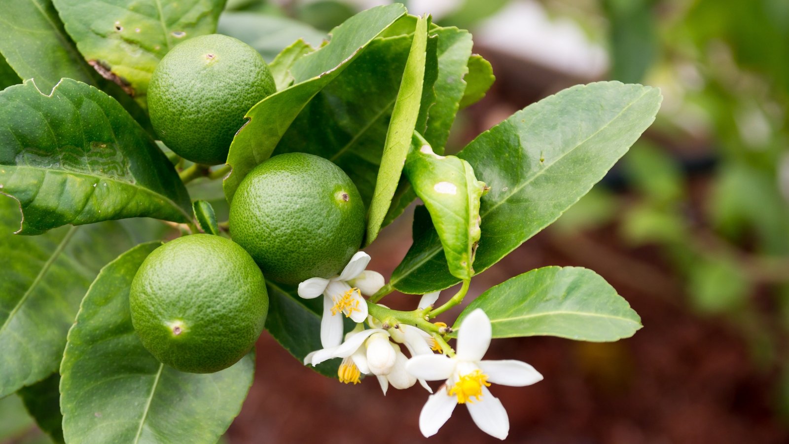 Ripe green fruits hang from the branches, promising a burst of citrus flavor. Delicate white flowers adorn the twig, hinting at the tree's vibrant bloom.