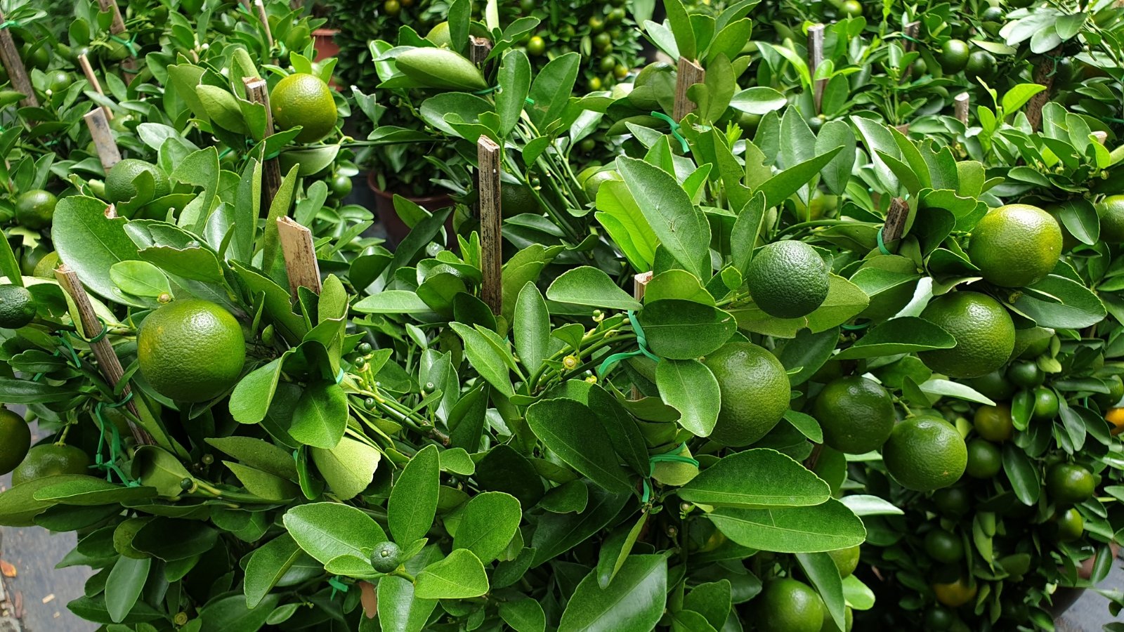 Clusters of vibrant green fruits, promising a bountiful harvest. Each fruit, petite yet full of zest, embodies the essence of citrus perfection. The lush green leaves provide a verdant canopy, sheltering the tree's precious bounty.