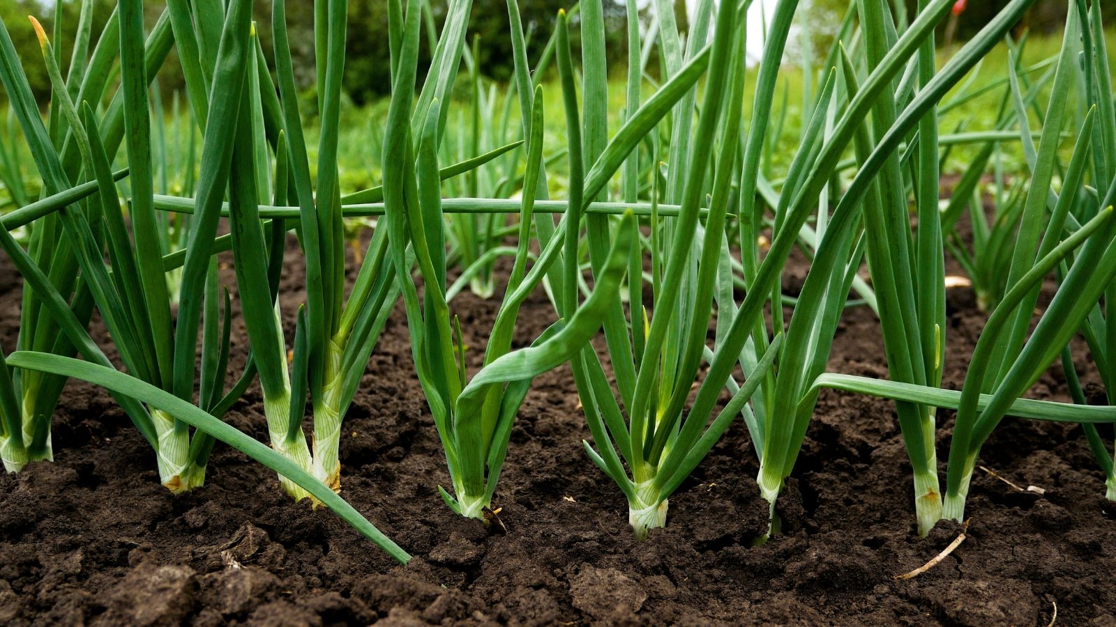 Close-up of Green onions growing in rows in a garden bed. Green onions, also known as scallions, are characterized by their long, slender stalks and vibrant green tops. The stalks are cylindrical and hollow, tapering towards the tip, while the green tops are flat and leaf-like.