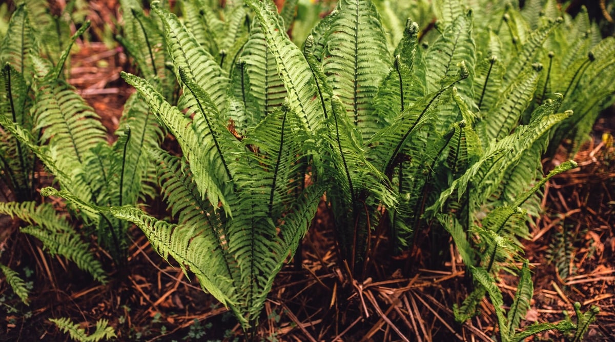 Close-up of Ostrich ferns plants with a layer of mulch. Mulch is dry branches and straw. Ostrich ferns are characterized by striking, feather-like fronds, which resemble the plumes of an ostrich. Each frond consists of multiple bright green leaflets arranged along a central stem, and they emerge in a circular pattern.