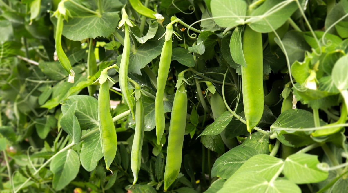 A cluster of green pea pods growing on a vine in a garden. The pods are plump and a vibrant shade of green, with a slightly fuzzy texture. The delicate green tendrils of the vine are visible around the pods, curling and reaching for support. 
