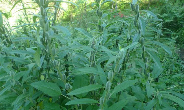 Green sesame pods