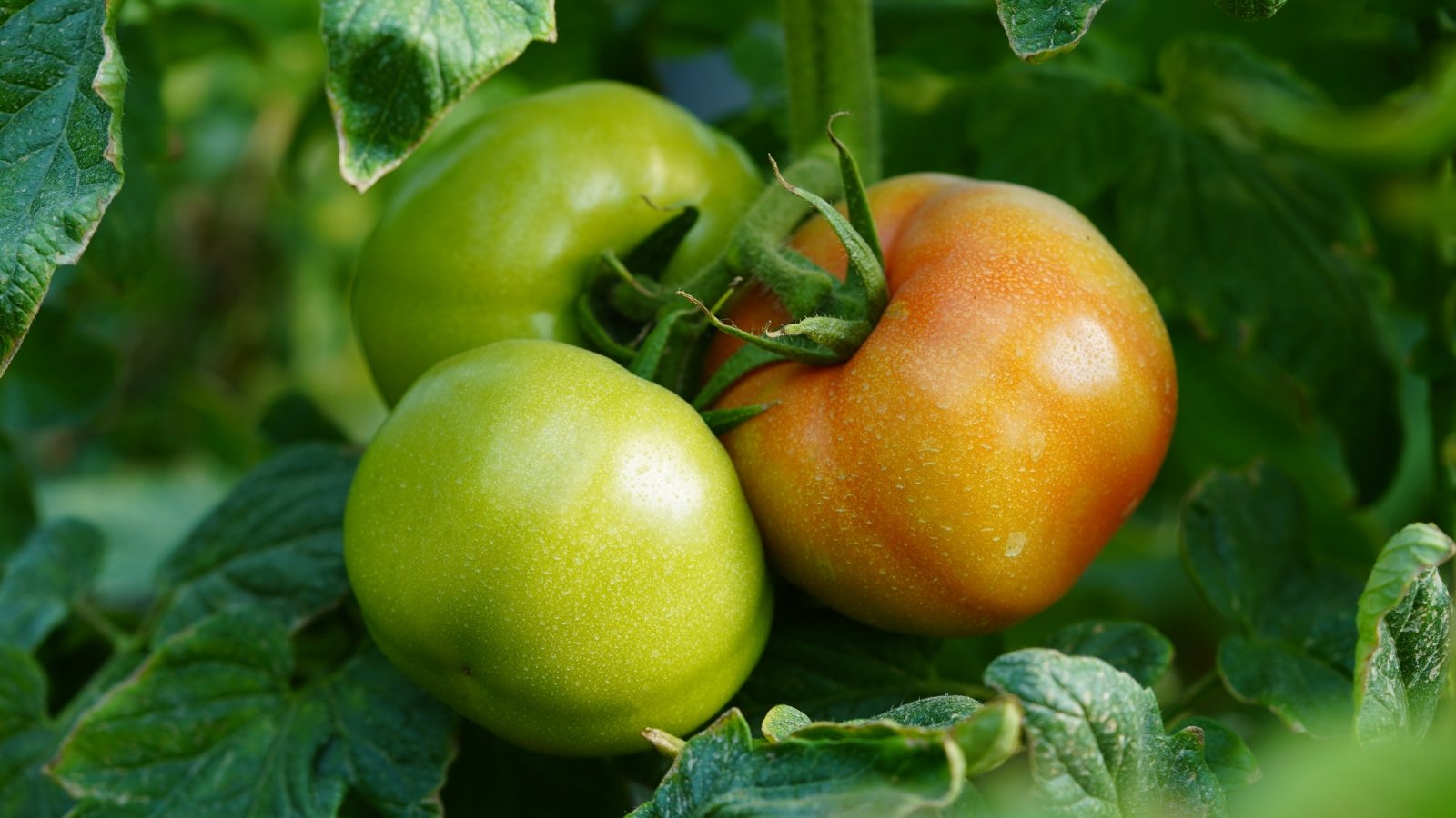 Green and orange 'Pineapple Pole' tomatoes nestled among lush green leaves, showcasing their vibrant colors
