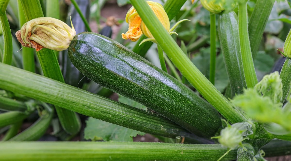 Sunlight glints off the curves of a plump zucchini, its speckled skin hinting at hidden sweetness. But a fading blossom clings to its stem, a poignant reminder of the inevitable passage of time. Despite the wilting bloom, the zucchini's plumpness promises a future harvest, a testament to nature's resilience.
