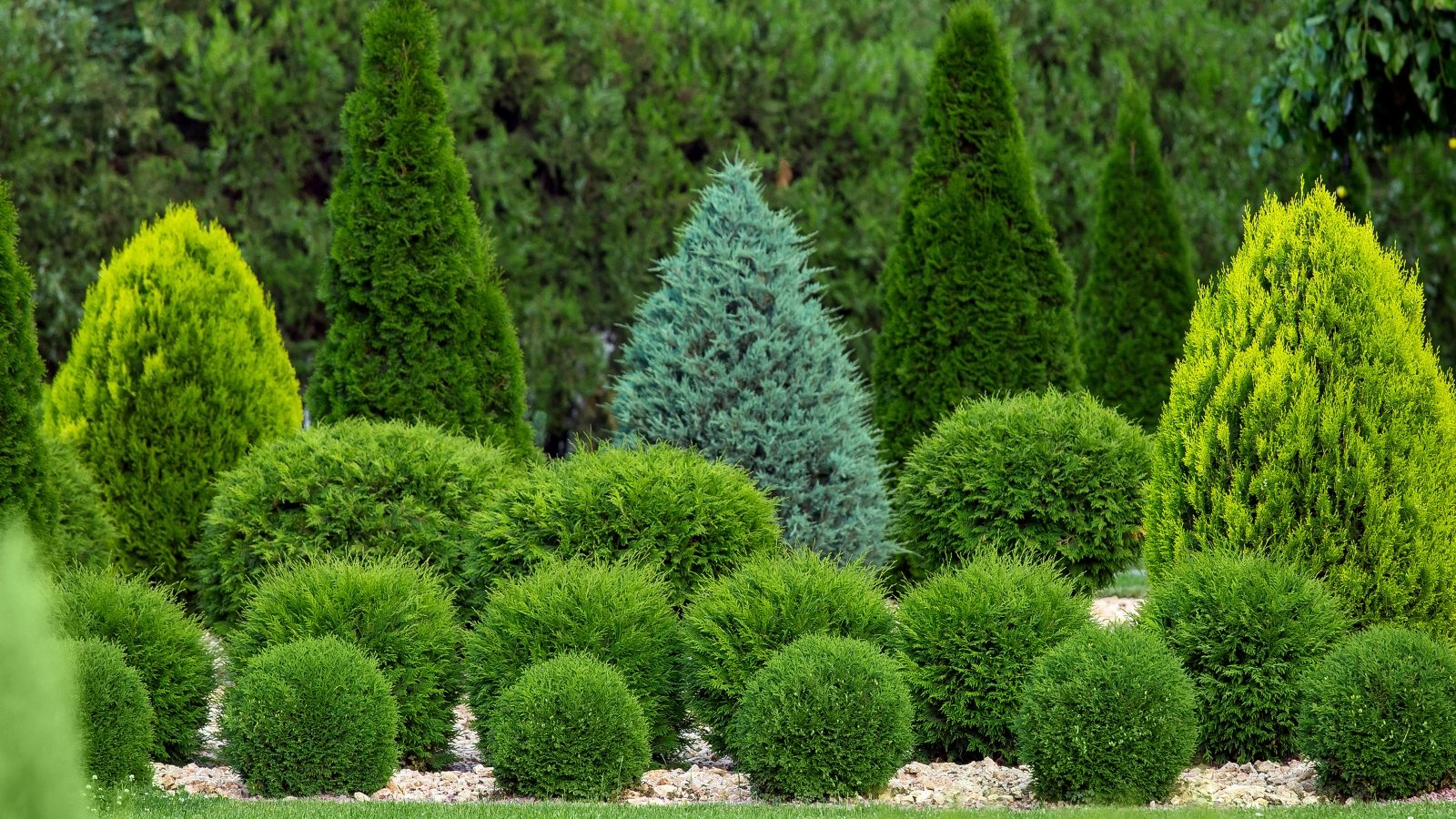 A close-up of a lush backyard garden landscape featuring an array of verdant plants of various sizes, shapes, and textures, creating a rich tapestry of greenery with a harmonious blend of foliage forms and shades.