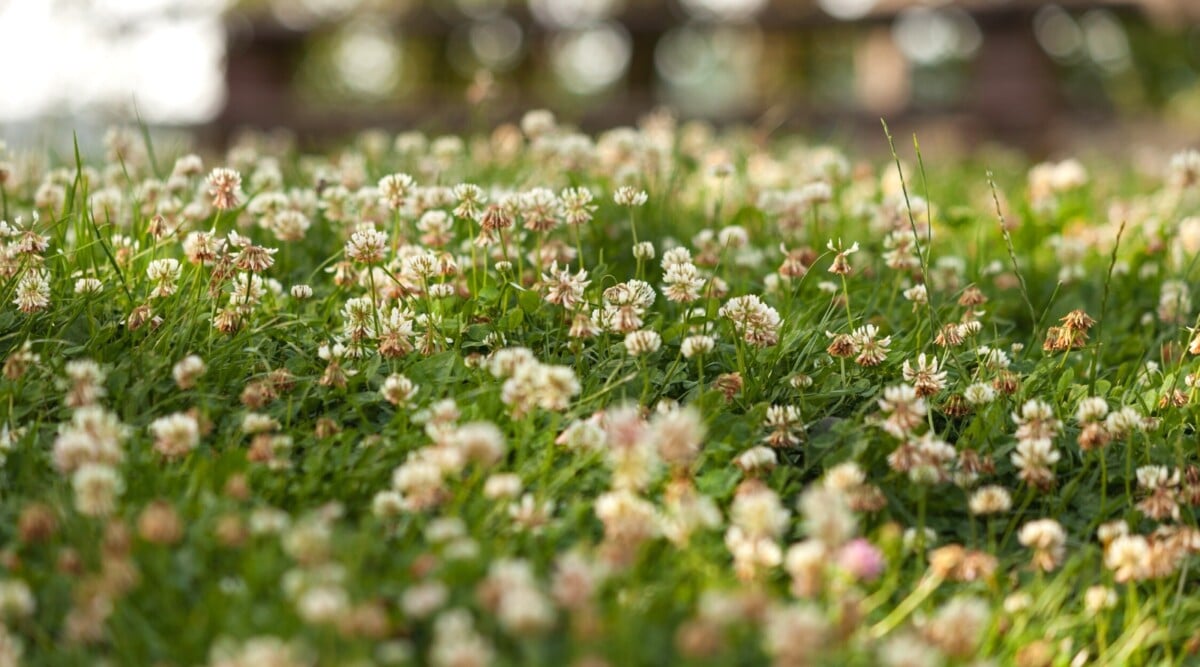 ground cover lawn or grass. Close-up of ground cover lawn of Trifolium repens in the garden. Trifolium repens, commonly known as White Clover, is a low-growing perennial plant that features trifoliate leaves arranged alternately along creeping stems that root at the nodes. Each leaflet is heart-shaped and has a smooth texture with a pale green coloration. The plant produces round, white to pale pink, globe-like flower heads that sit atop slender stems.