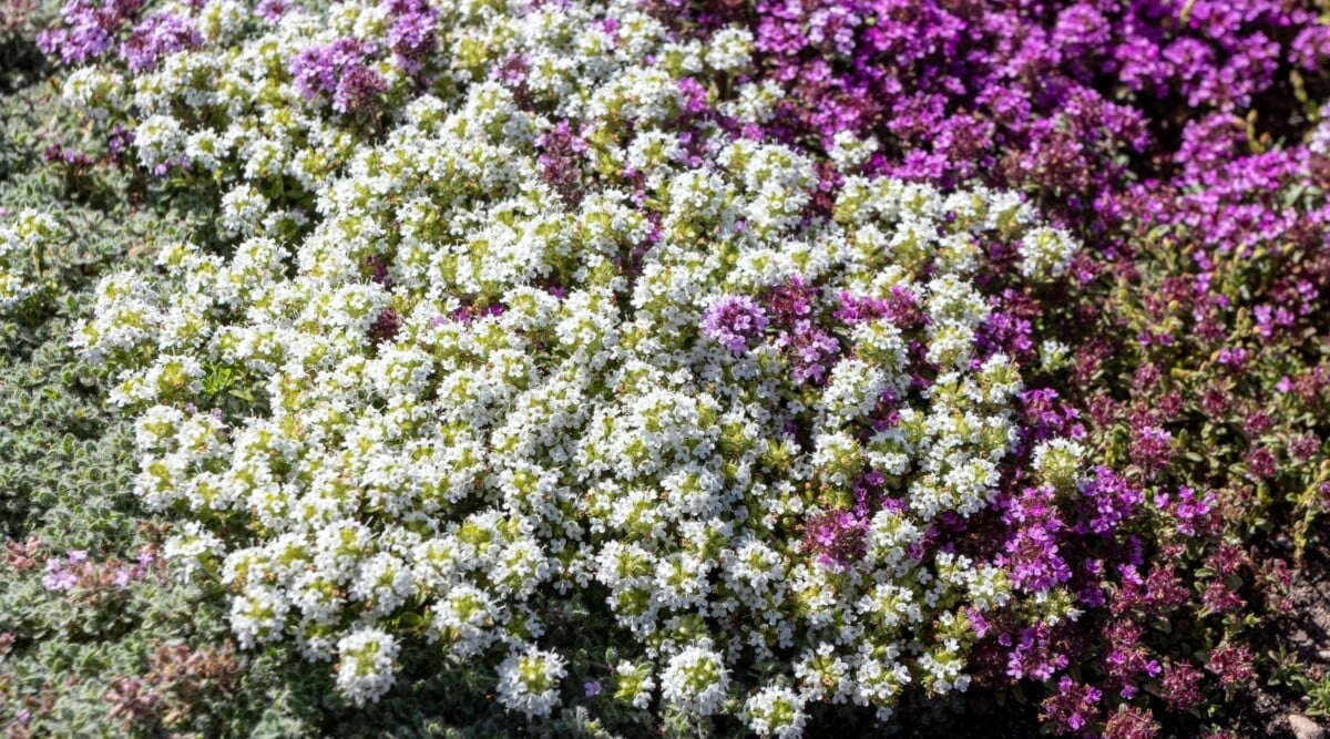 Ground cover thyme plant growing instead of grass in lawn