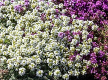 Ground cover thyme plant growing instead of grass in lawn