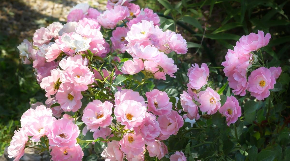 Groundcover Roses