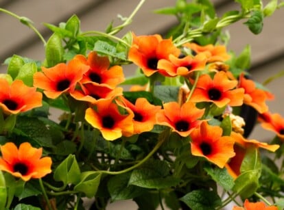 This close-up features a cluster of vibrant orange and yellow black-eyed Susan flowers. Their dark, almost black, centers stand out against the cheerful petals. The flowers are clustered together, with delicate green tendrils winding around them.