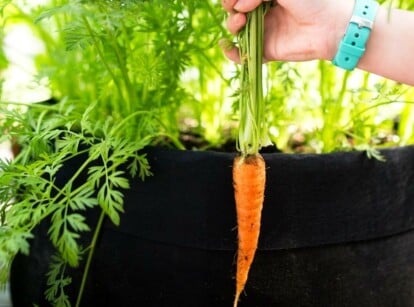 grow carrots in containers