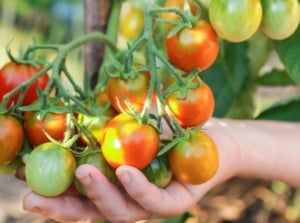 grow tomatoes in shade. Close-up of a woman's hand showing a cluster of ripening cherry tomatoes that present a vibrant medley of colors, ranging from shades of green to deep red, nestled amidst the lush foliage.