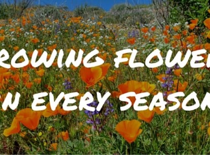 Seasonal Flowers Growing Guide