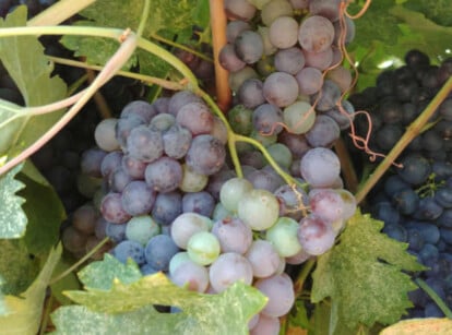 Growing grapes in various stages of development