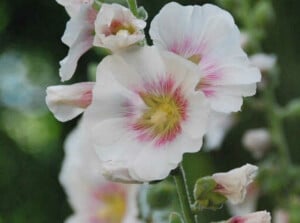 Growing hollyhocks