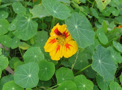 Growing nasturtium