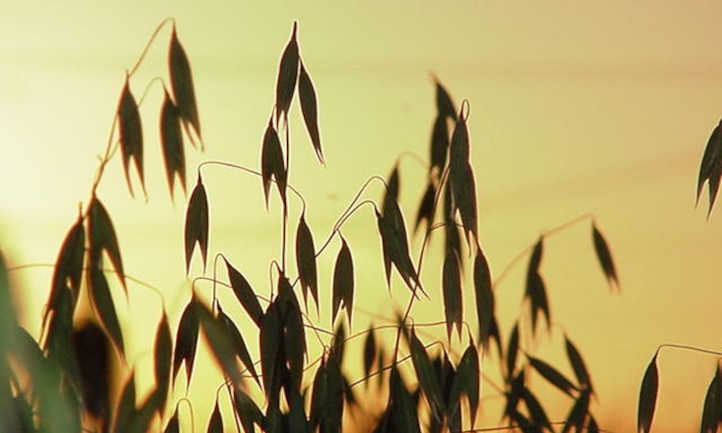 Growing oats