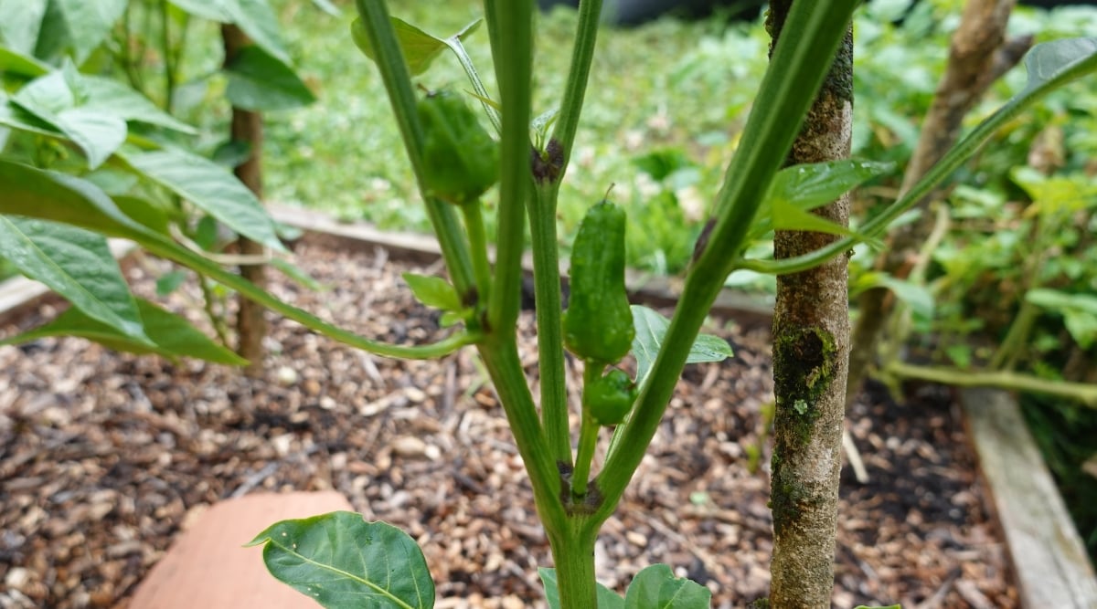 A close-up of a green pepper growing on a plant in a backyard garden. The pepper is wrinkled and bumpy, and it is attached to the plant by a thick, green stem. The soil around the pepper is full of twigs, dried leaves, and small pebbles.
