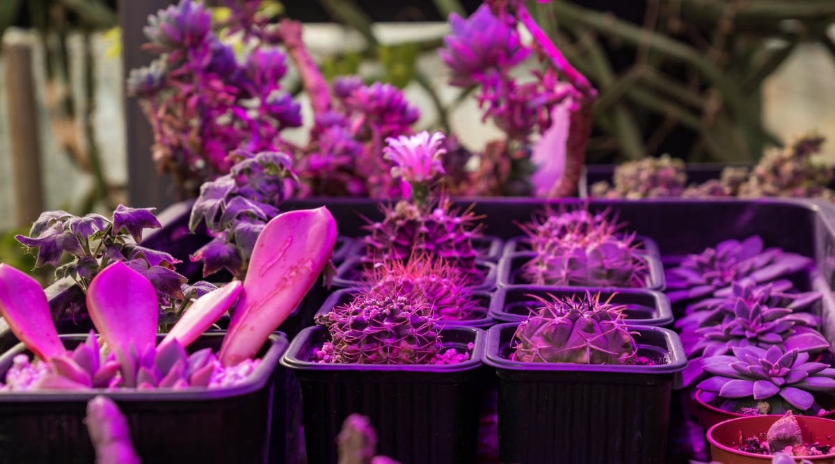 Small succulents, snug in petite black pots, display an array of sizes and shapes, their compact clusters showcasing unique textures and forms. Bathed in LED grow lights, their hues transform into a captivating shade of purple as they thrive and grow.
