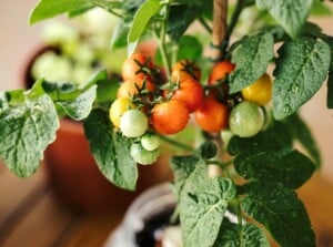 growing tomatoes in pots