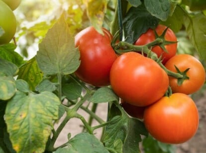 Growing Tomatos From Seed