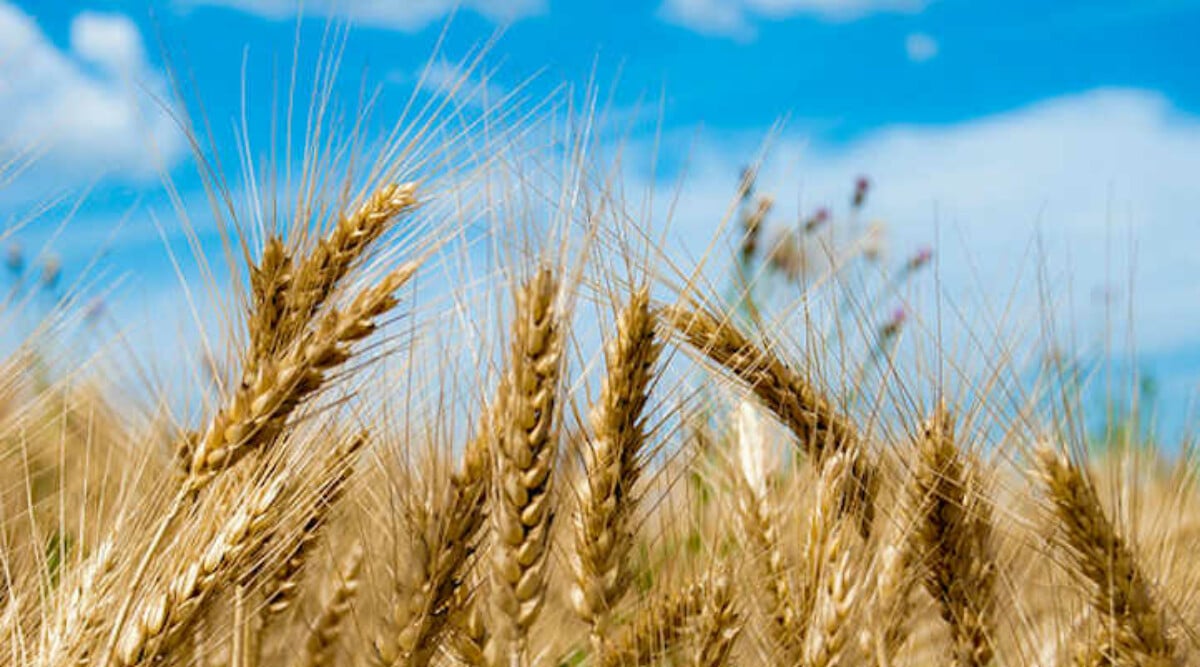 Growing wheat