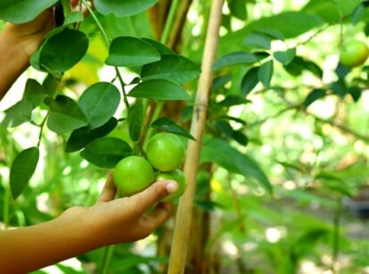 growing zone Florida. Close-up of female hands about to pick ripe fruits from a key lime tree in the garden. The key lime tree is a compact evergreen tree with glossy, elliptical leaves of bright green color. Its branches bear small, round fruits that mature to a vibrant yellow-green color, resembling miniature limes.