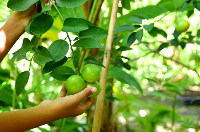 growing zone Florida. Close-up of female hands about to pick ripe fruits from a key lime tree in the garden. The key lime tree is a compact evergreen tree with glossy, elliptical leaves of bright green color. Its branches bear small, round fruits that mature to a vibrant yellow-green color, resembling miniature limes.