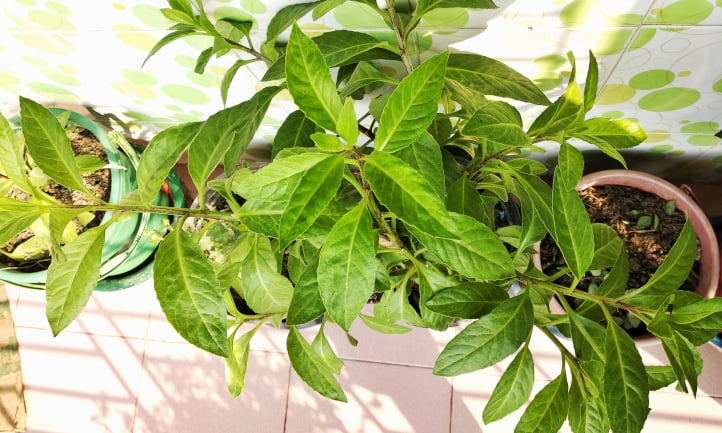 Gynura procumbens top view