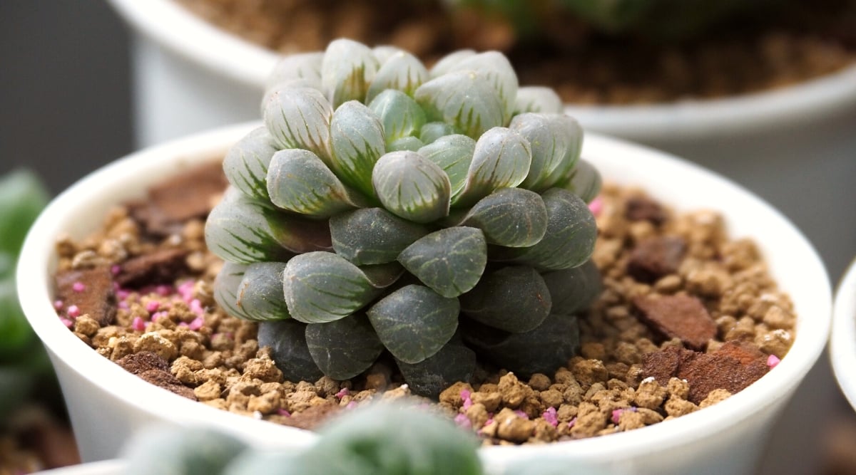 Close-up of Haworthia cooperi in a white ceramic pot. The soil is sprinkled with small brown pebbles. The plant consists of tightly packed, fleshy leaves that form a rounded cluster. Each leaf is translucent, revealing an inner core that ranges from light green to pinkish hues.