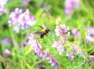 A vibrant bumblebee gracefully soars through the air, its fuzzy black and yellow stripes gleaming in the sunlight. It eagerly heads towards a cluster of beautiful purple flowers, drawn by their sweet nectar and irresistible allure.