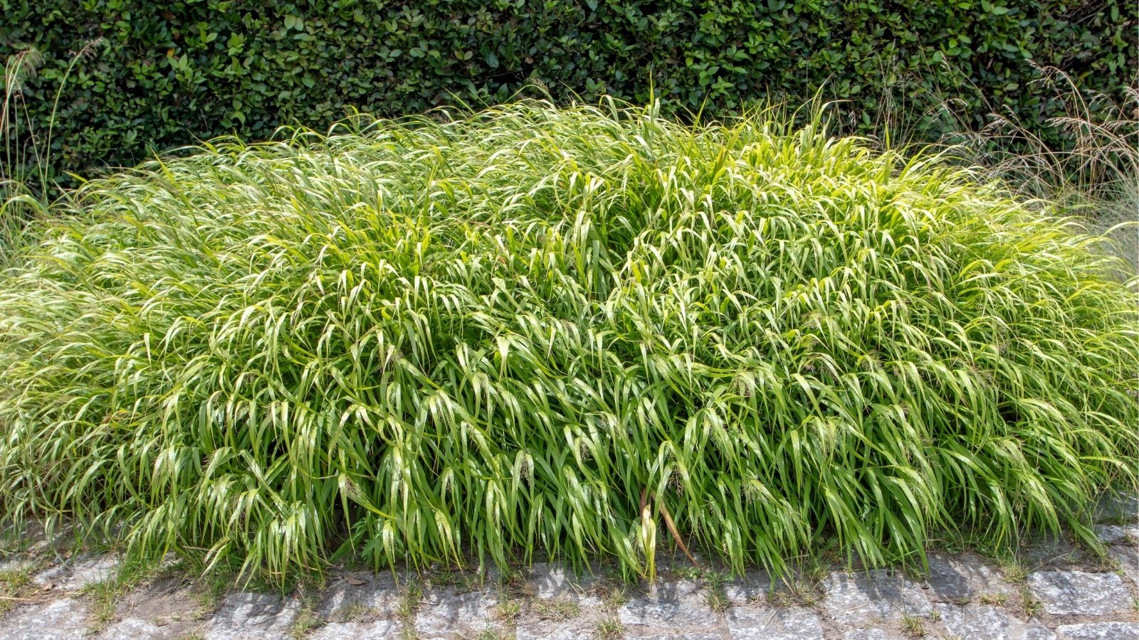 A patch of Japanese Forest Grass growing beside a stone pavement.