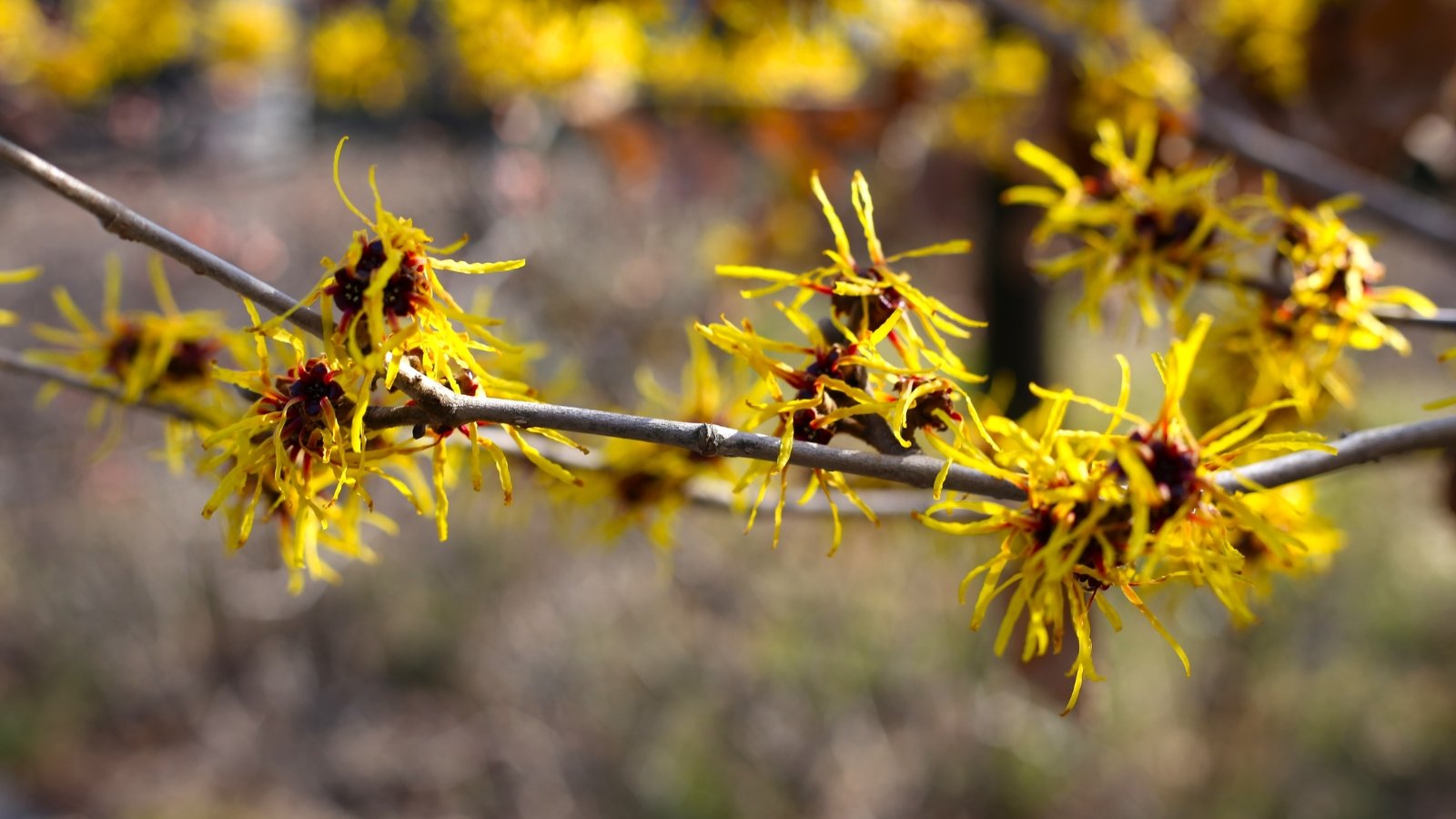 This shrub showcases yellow, spidery flowers on bare gray-brown branches.