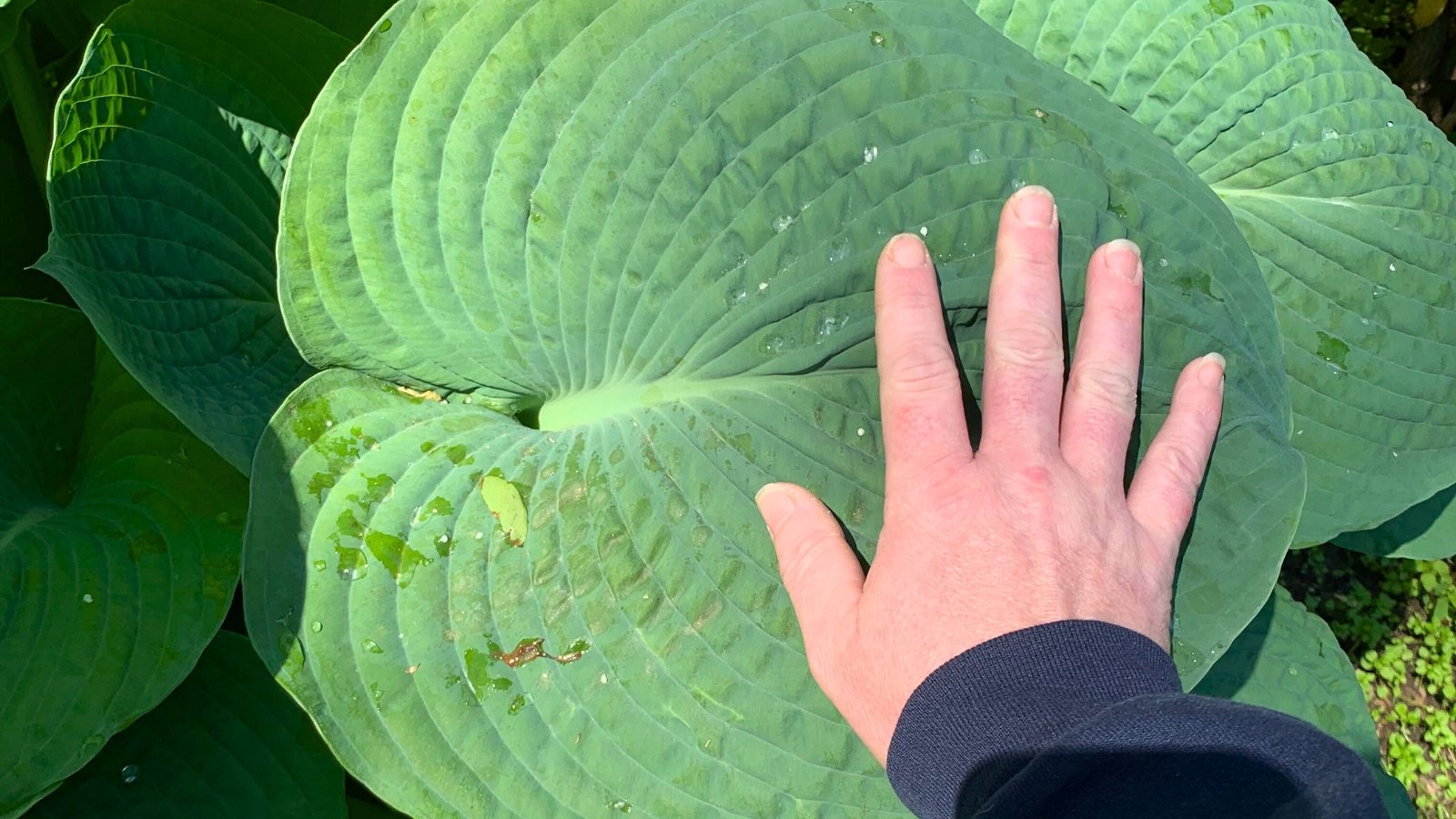 Close-up of a man's hand resting on a huge Empress Wu hosta leaf, which boasts an impressive size with a broad, heart-shaped profile, characterized by deep green coloration and prominent veining.